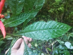 Aphelandra sinclairiana