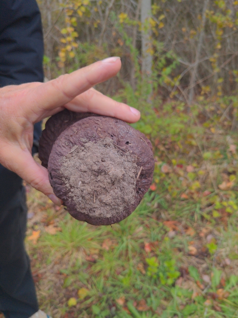 Calvatia cyathiformis · October 2025 · photo: © noreenweeden (iNaturalist, cc-by)