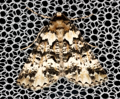 Lophosigna catasticta