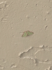 Synchlora xysteraria