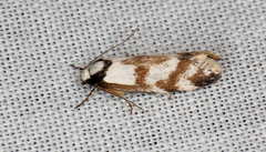 Palimmeces variegata