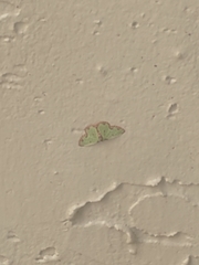 Synchlora xysteraria