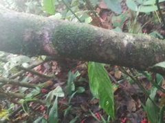 Aphelandra sinclairiana