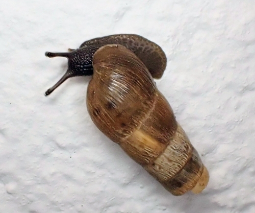 Rumina decollata