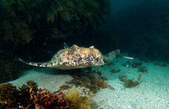 Orectolobus halei
