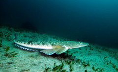 Platycephalus fuscus