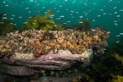 Trachinops taeniatus