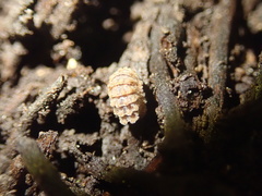 Sphaerilloides macmahoni