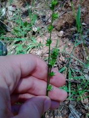 Carex divulsa divulsa