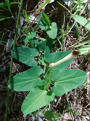 Aristolochia paucinervis