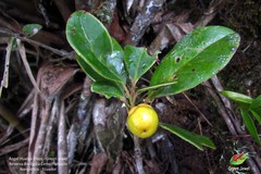 Ternstroemia jelskii
