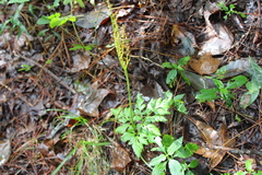 Sceptridium decompositum