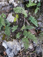 Myriopteris myriophylla