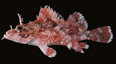 Papuan Scorpionfish photo 2
