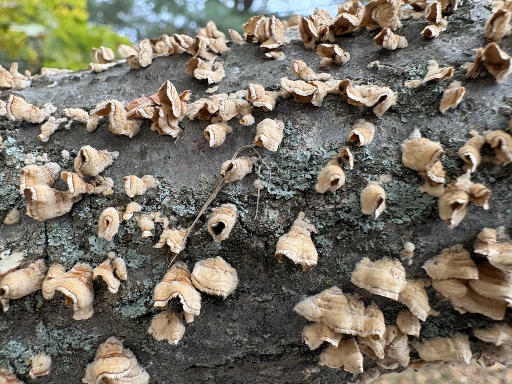 Stereum complicatum · October 2025 · photo: © underscore1234 (iNaturalist, cc0)