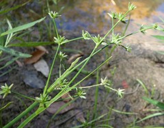 Juncus prismatocarpus