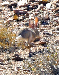 Lepus capensis