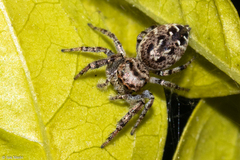 Metaphidippus