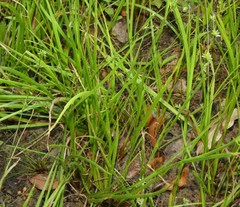 Juncus prismatocarpus