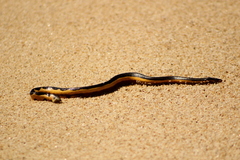 Hydrophis platurus