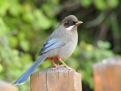 Brown-Cheeked Laughingthrush photo 1