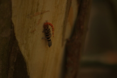 Sphaerodactylus glaucus