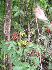 Oxandra sessiliflora