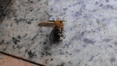 Cratomorphus distinctus