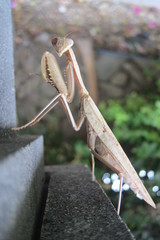 Hierodula timorensis