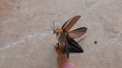 Cratomorphus distinctus