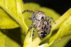Metaphidippus
