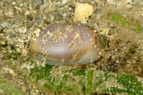 Atys cylindricus observed 2025-10-27