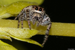 Metaphidippus