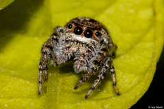 Metaphidippus