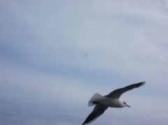 Chroicocephalus ridibundus