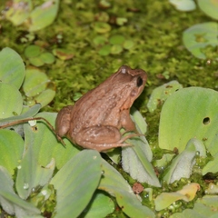 Leptodactylus podicipinus