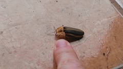 Cratomorphus distinctus