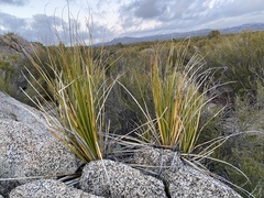 Nolina palmeri