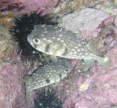 Dicotylichthys punctulatus