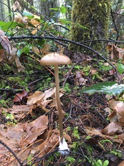 Entoloma hirtipes