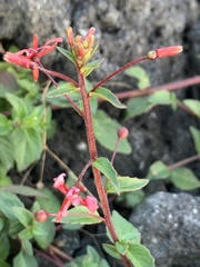 Angiospermae