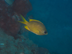 Chromis analis
