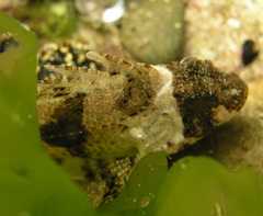 Centropogon australis