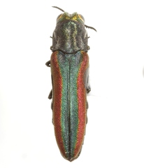 Agrilus pulchellus