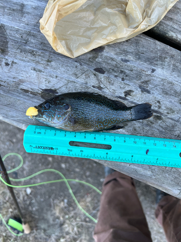 Lepomis cyanellus