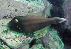 Eubalichthys bucephalus
