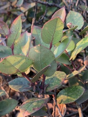 Angiospermae