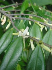 Xylopia frutescens