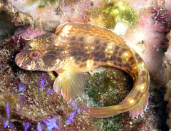 Parablennius intermedius