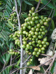Xylopia frutescens